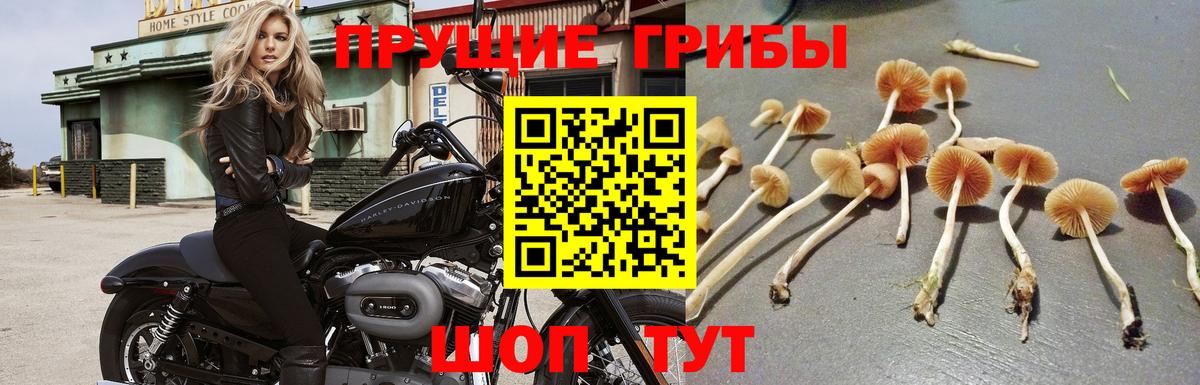 Галлюциногенные грибы мицелий Канск